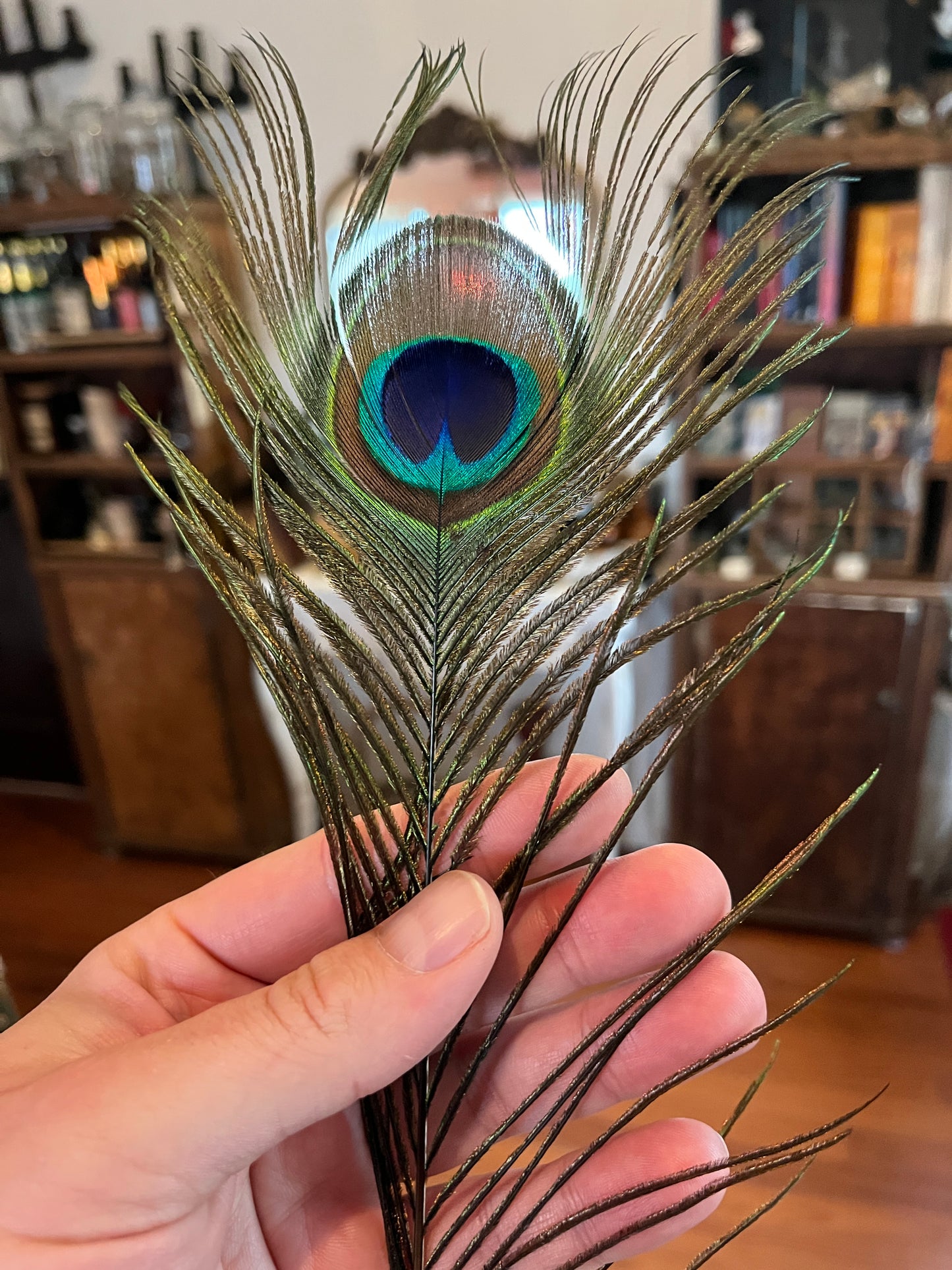 Peacock feather